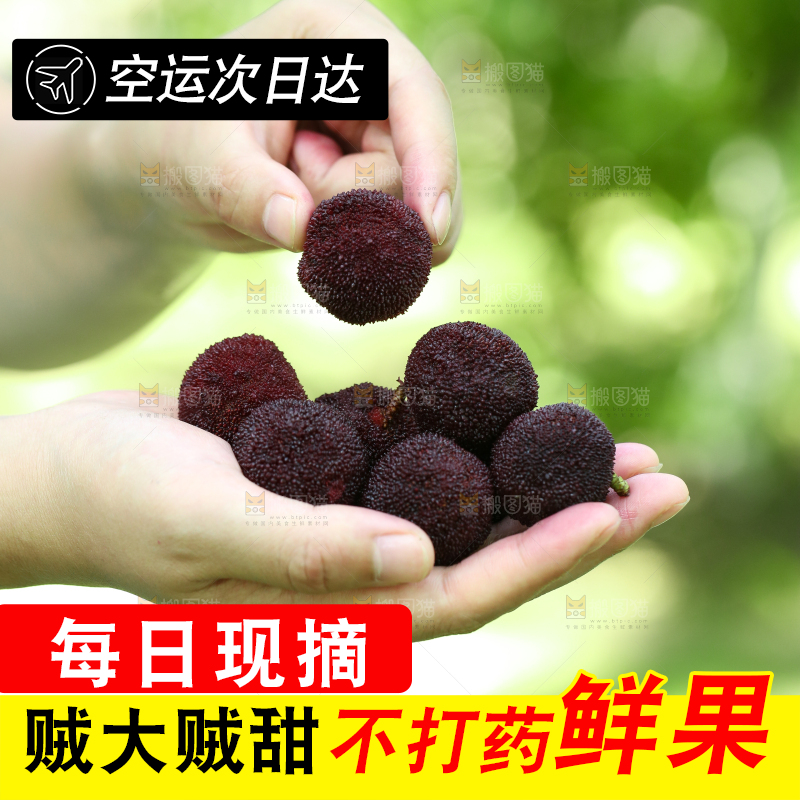 手里拿着野生杨梅