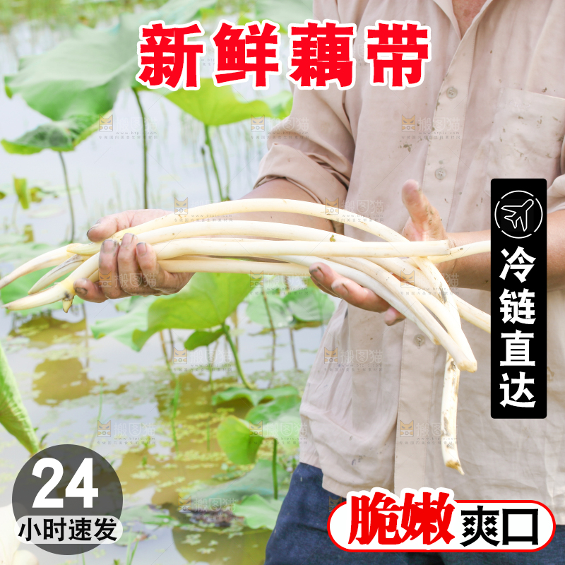 农民正在采摘藕带