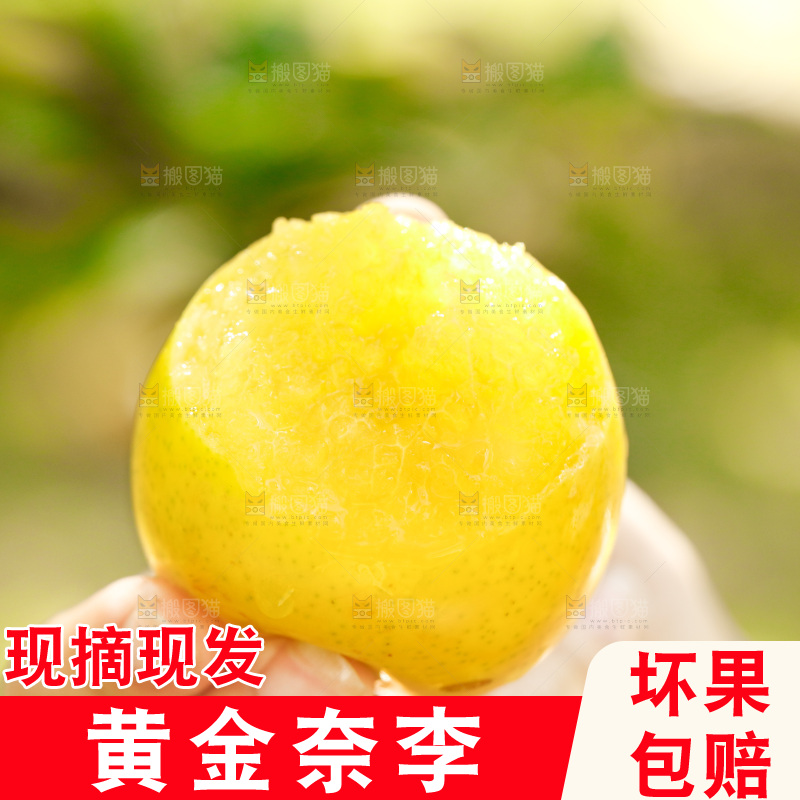 手里拿着九峰山黄金奈李
