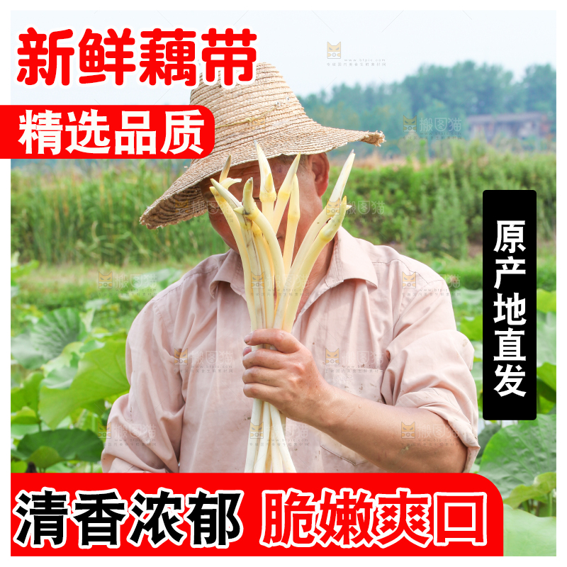手里拿着新鲜采摘的藕尖