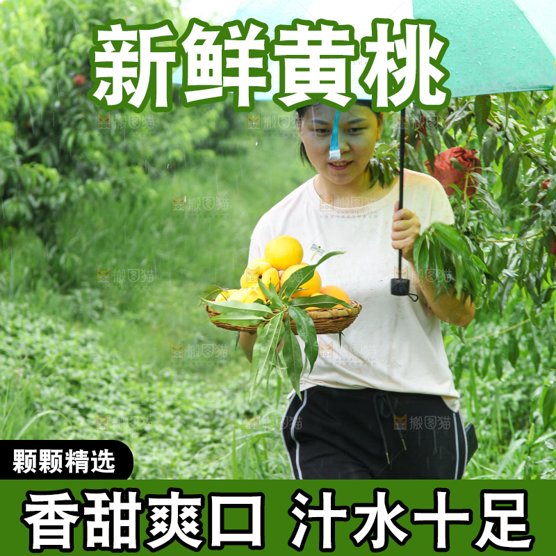 手里端着一篮刚采摘的新鲜黄桃