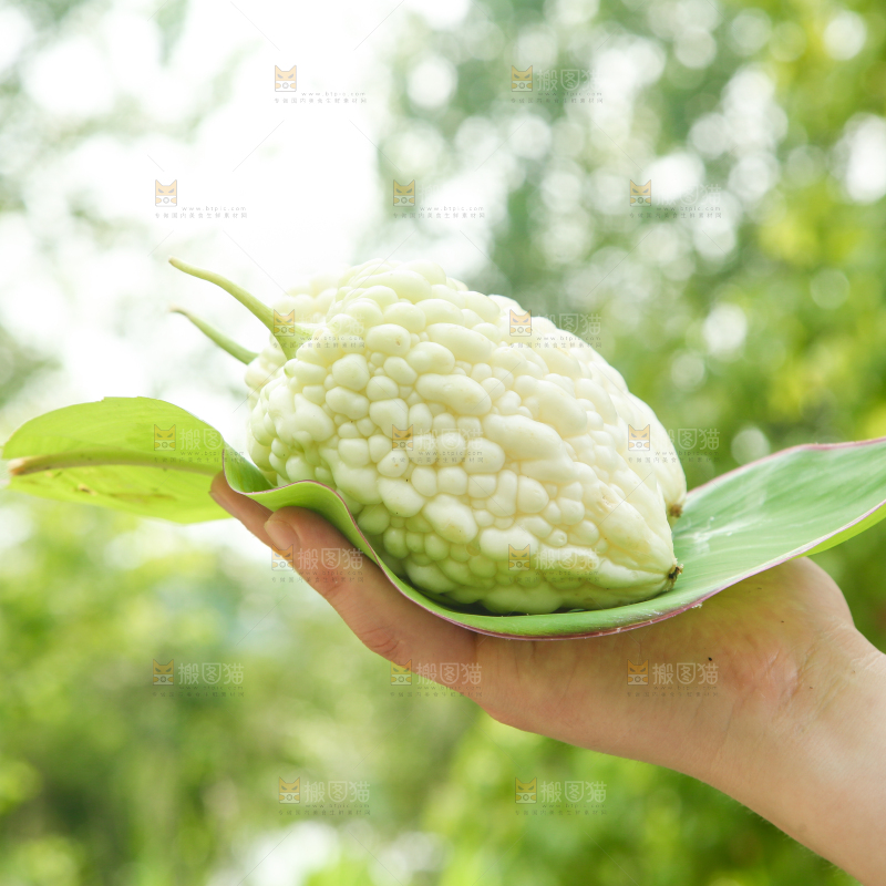 手里拿着白玉苦瓜