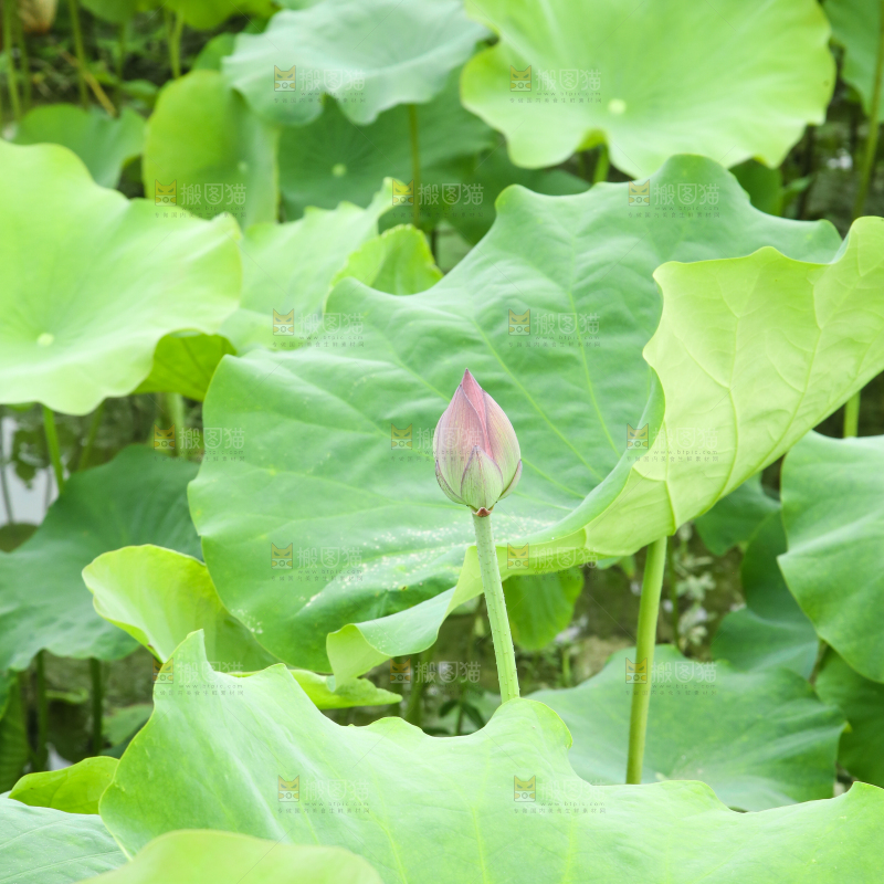 池塘里荷花叶子