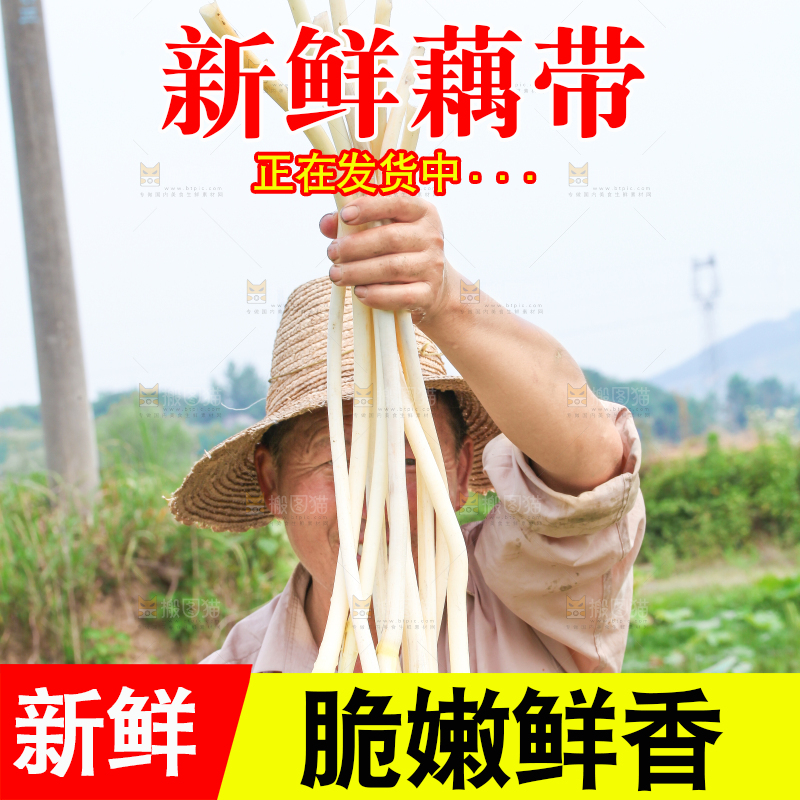 手里拿着新鲜采摘的藕尖