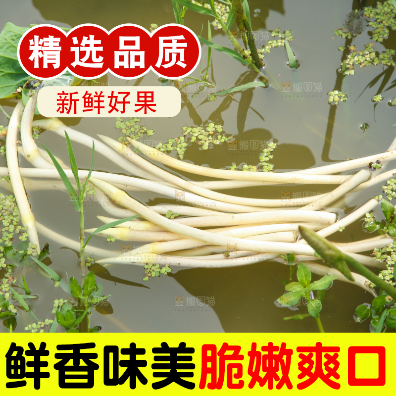池塘里的新鲜藕带