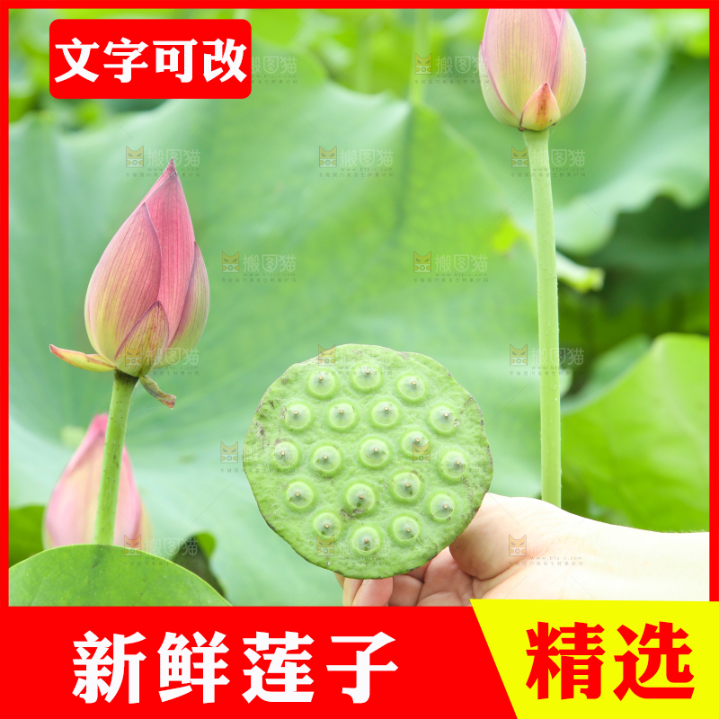 手里拿着莲蓬