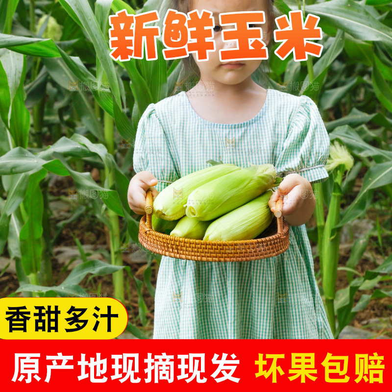 小女孩手里拿着一篮玉米