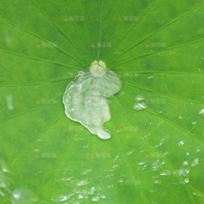 一片荷花叶子