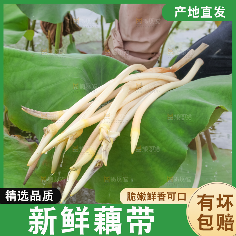 手里拿着新鲜藕带