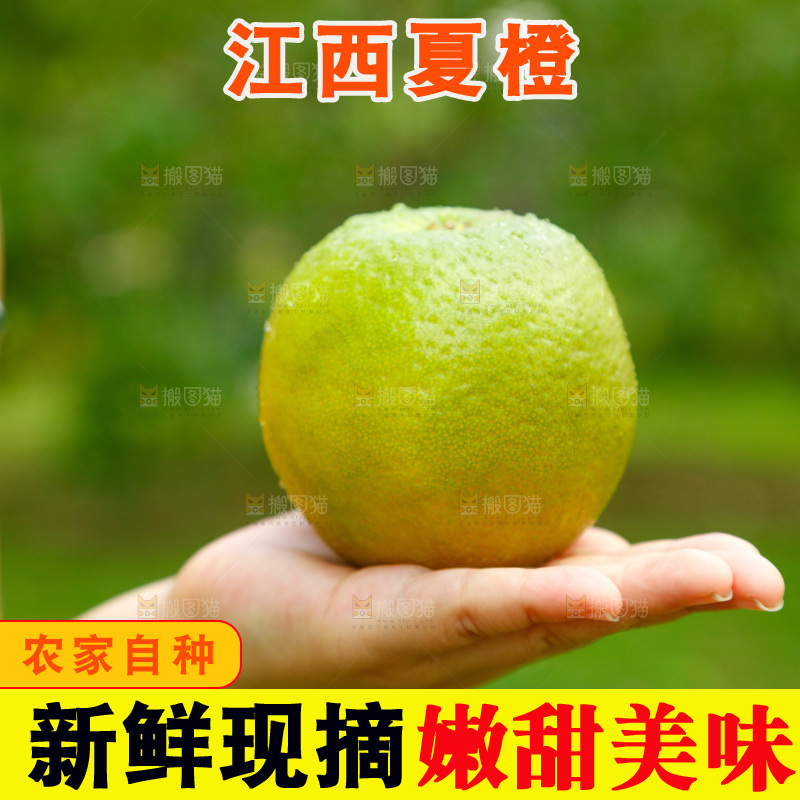 手里拿着夏橙