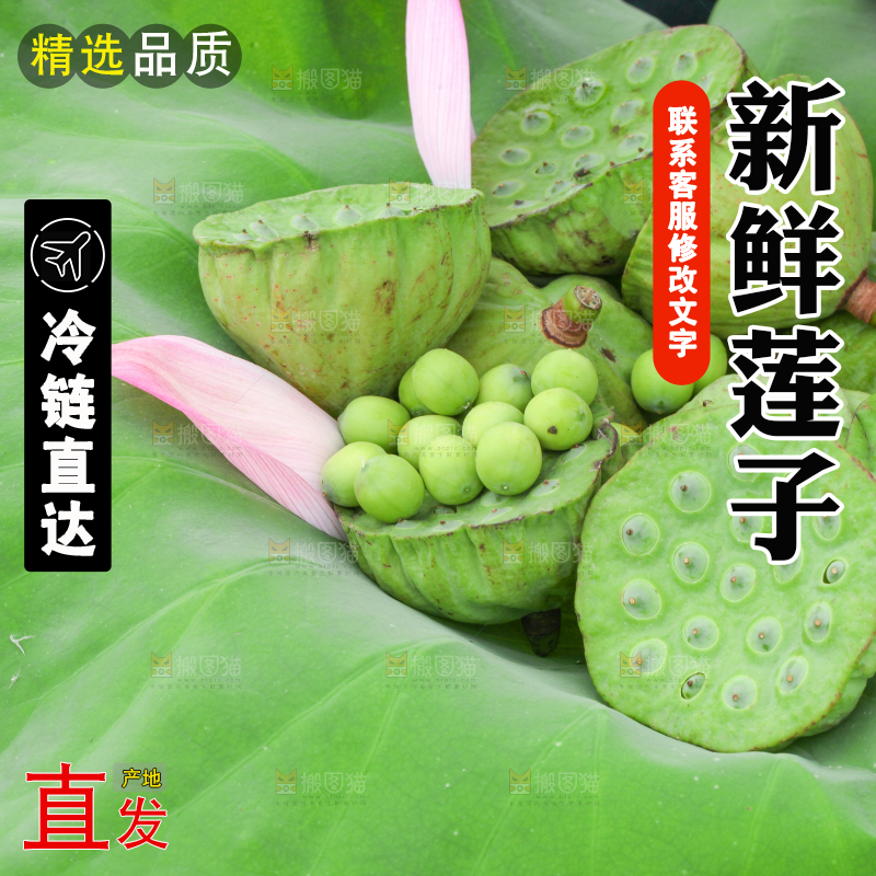 荷叶上摆放着莲蓬子