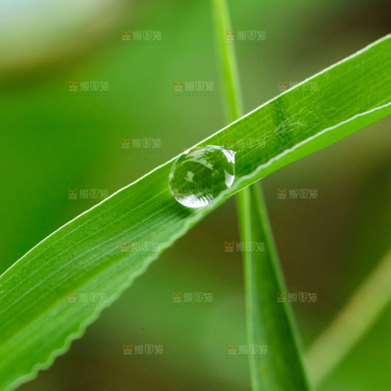 绿叶上的水珠