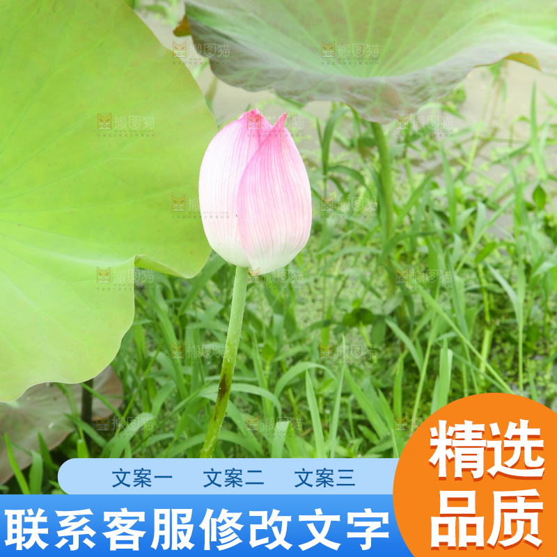 池塘里的一朵荷花