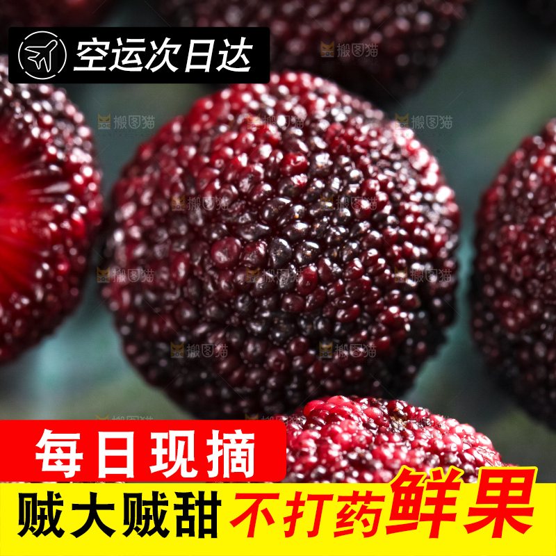 浅底上摆放着高山大杨梅