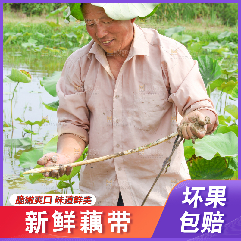 农民正在采摘藕带