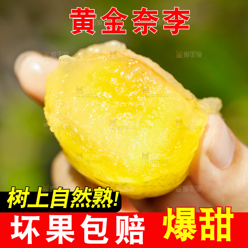 手里拿着九峰山黄金奈李