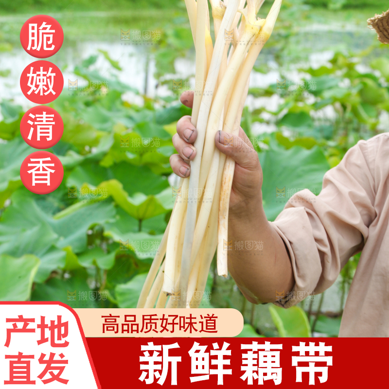 手里拿着藕尖