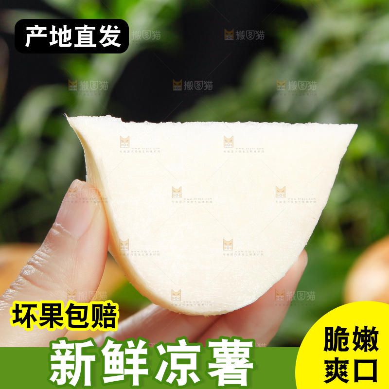 手里拿着凉薯