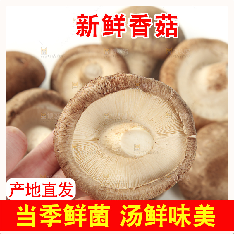 手里拿着新鲜香菇