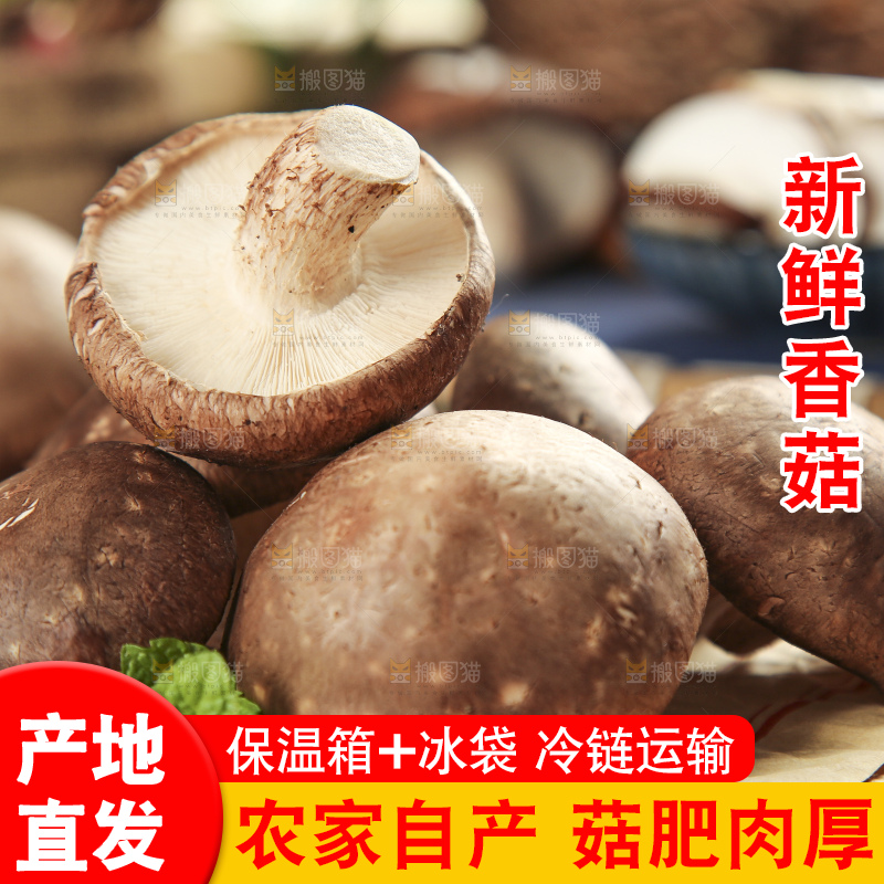 木底上摆放着新鲜香菇