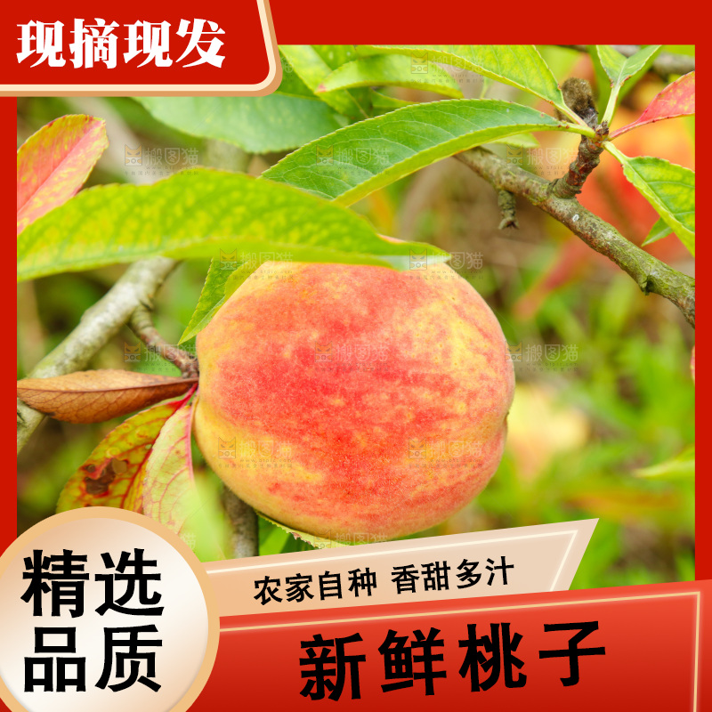 桃树上的毛桃
