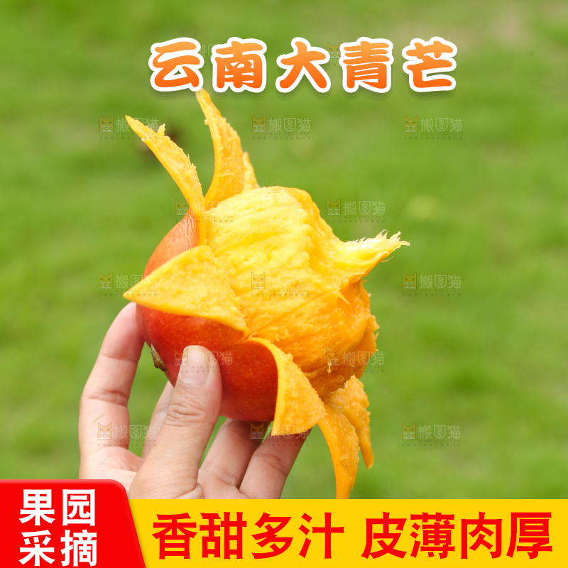 手里拿着青芒
