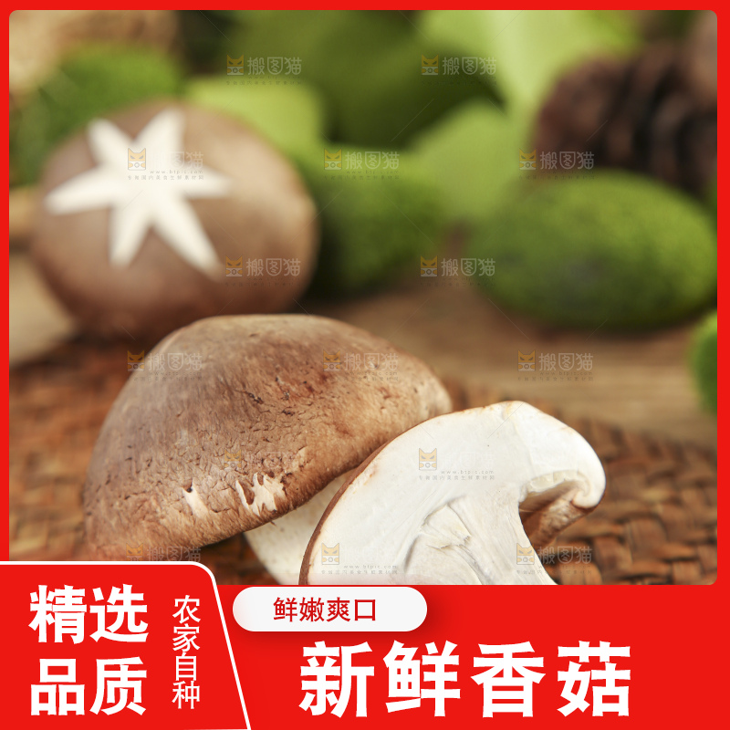 木底上摆放着新鲜香菇