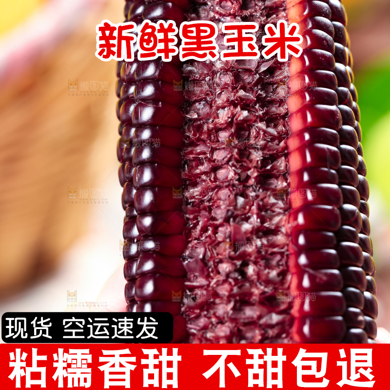 手里拿着黑玉米