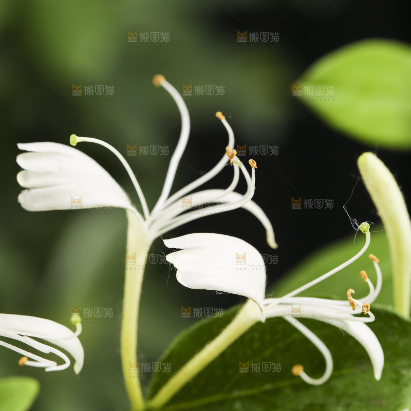 浅底上的金银花