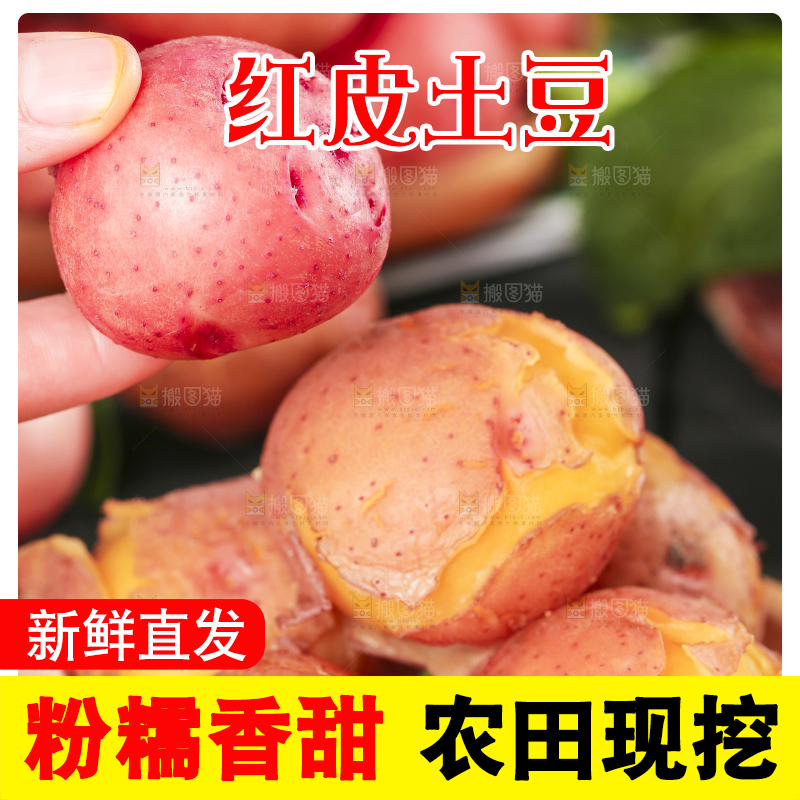 手里拿着红皮黄心土豆