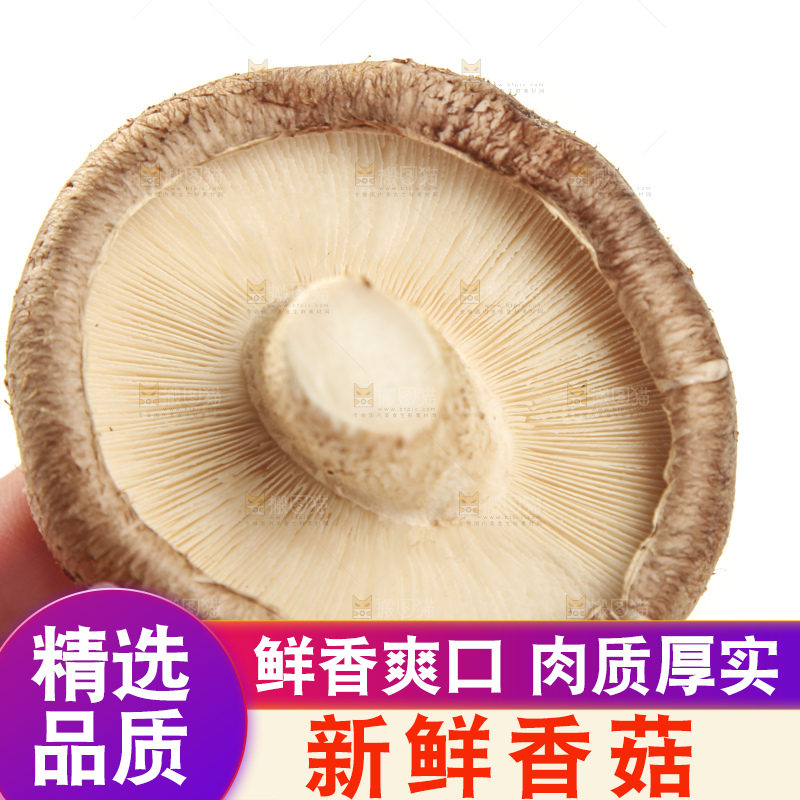 手里拿着新鲜香菇