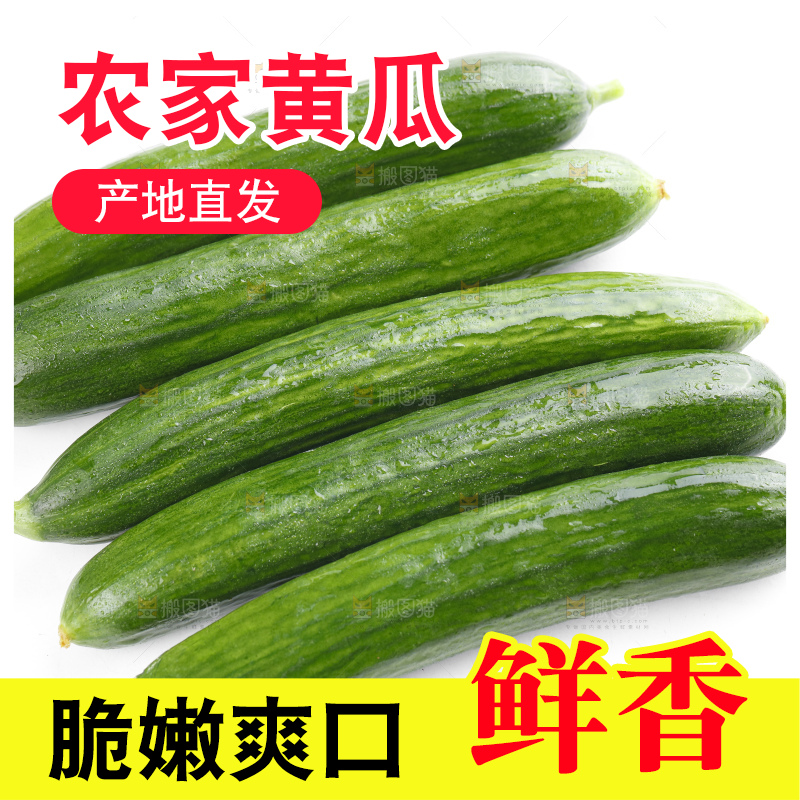 白底上摆放着嫩黄瓜