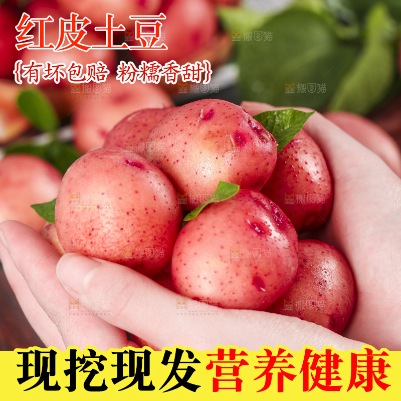 手里拿着红皮土豆