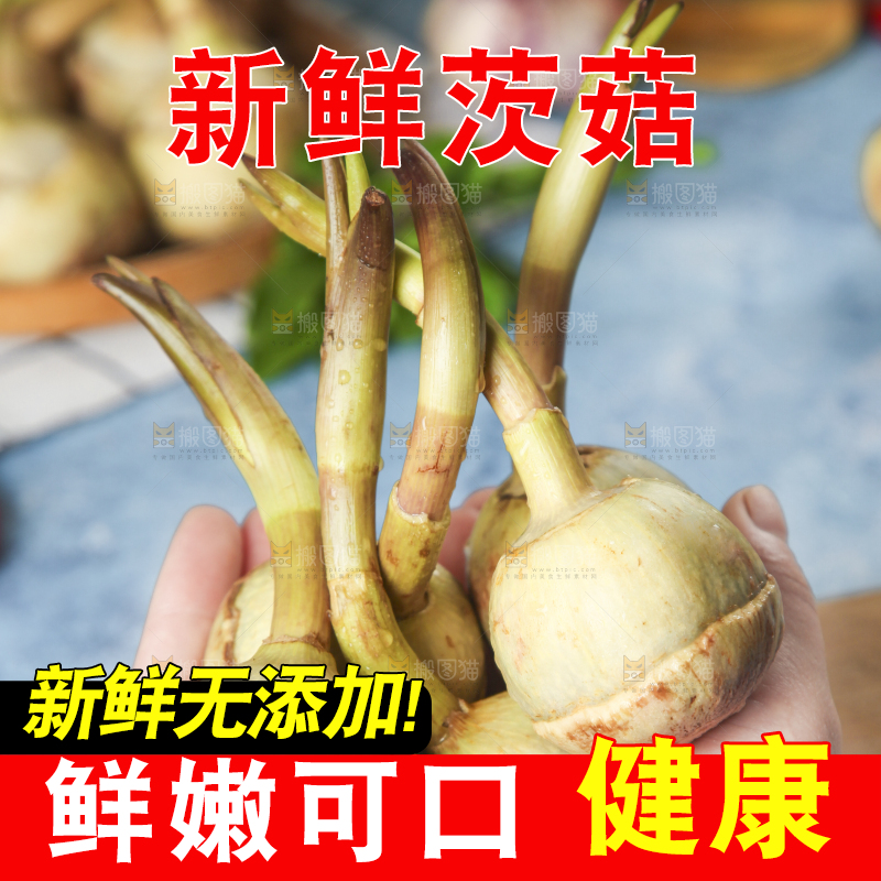 手里捧着白慈菇