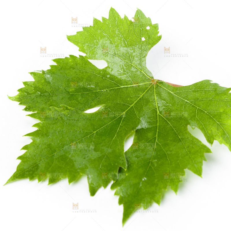 白底上放着一片树叶