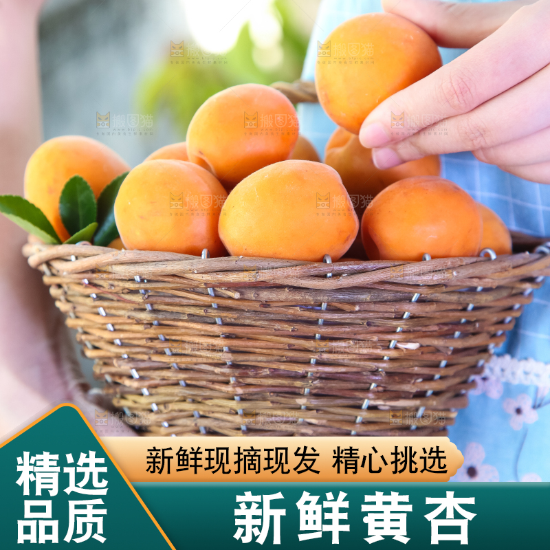 手里提着一篮烟台杏子