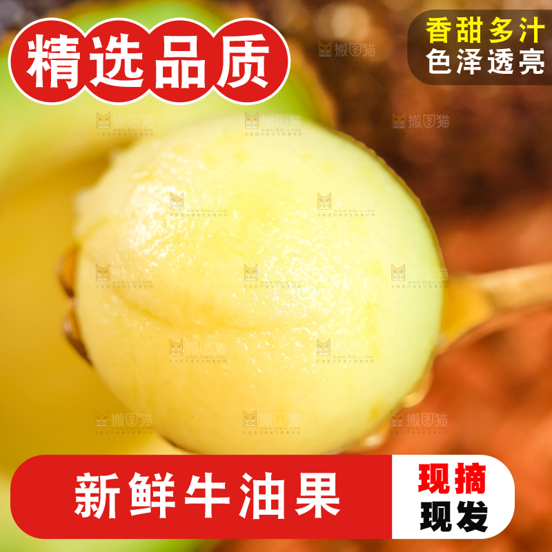 浅底上的巨无霸牛油果