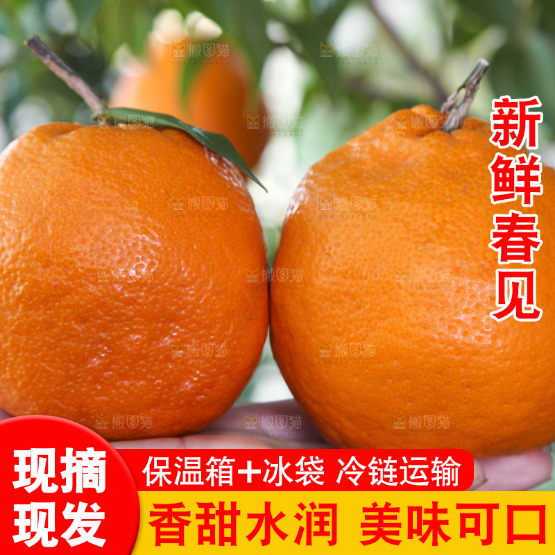 手里拿着耙耙柑