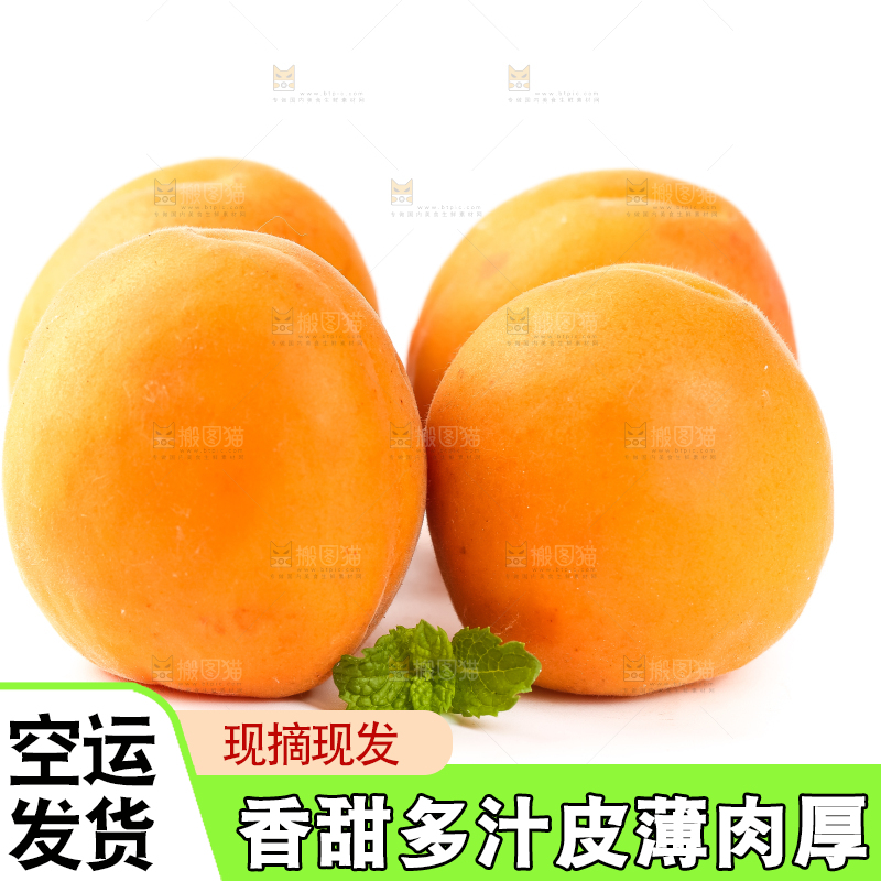 白底上放着陕西新鲜大黄杏