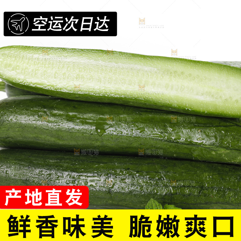 白底上的山东水果黄瓜