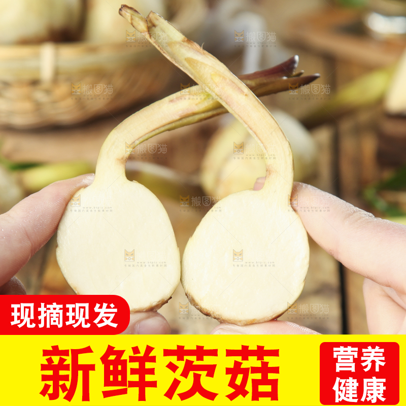 手里拿着新鲜茨菇
