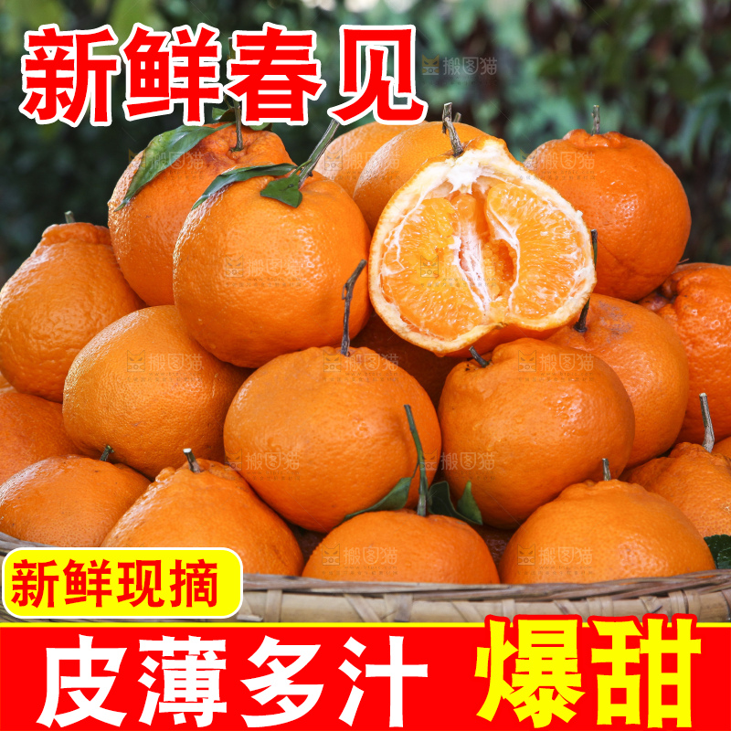 草地上放着一筐春见耙耙柑