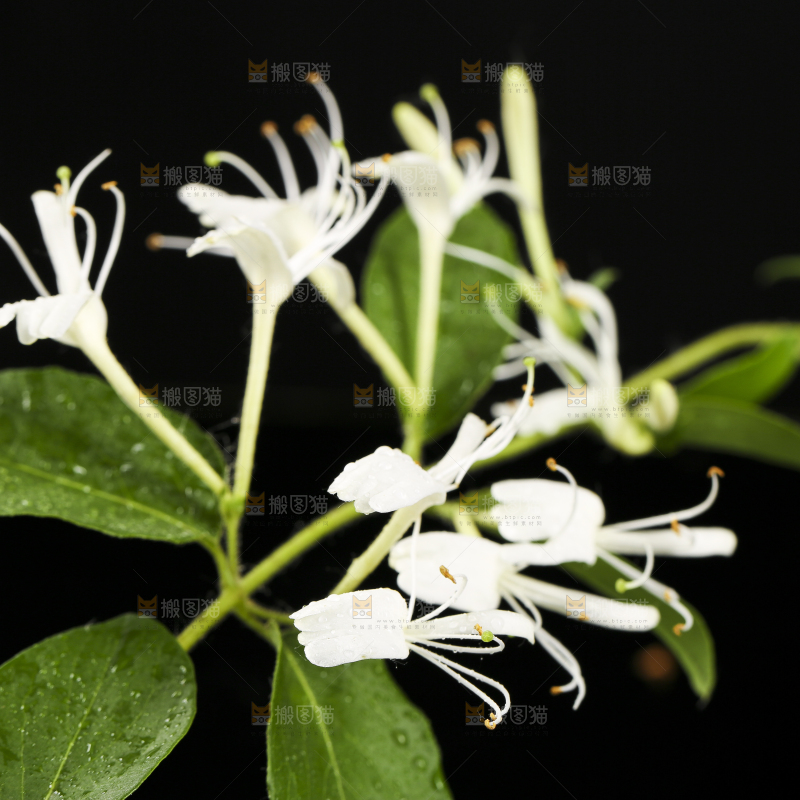 黑底上放着金银花