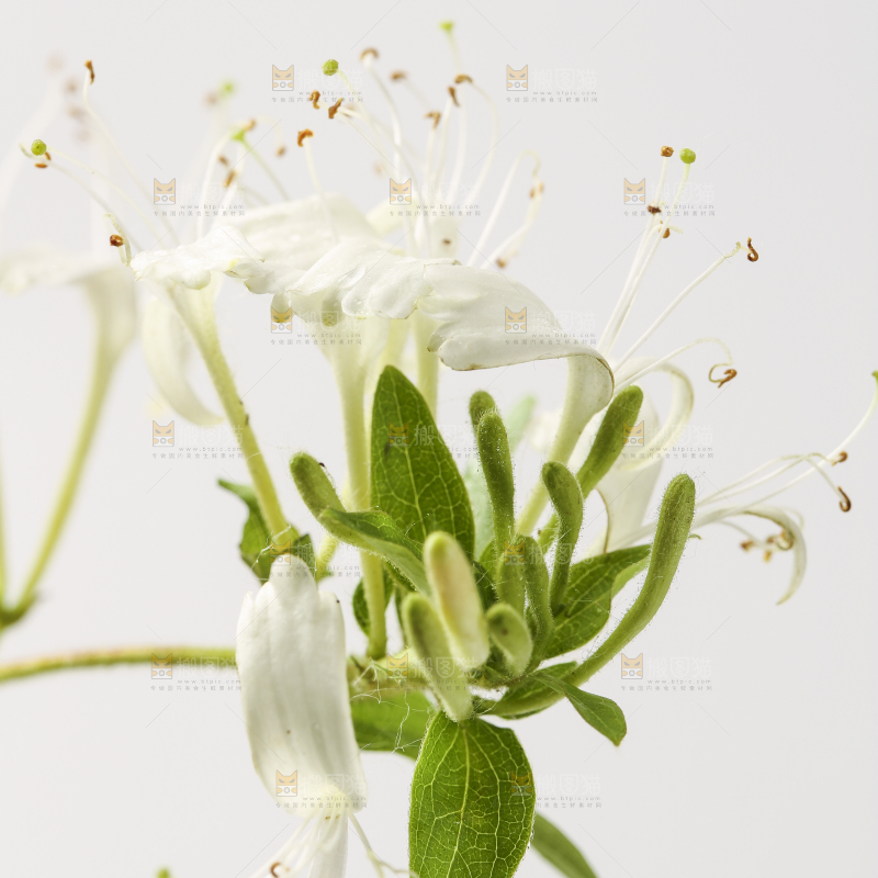 白底上的金银花