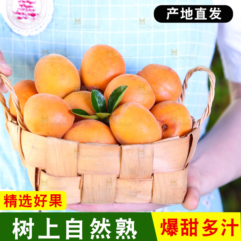 手里拿着一篮金太阳大黄杏