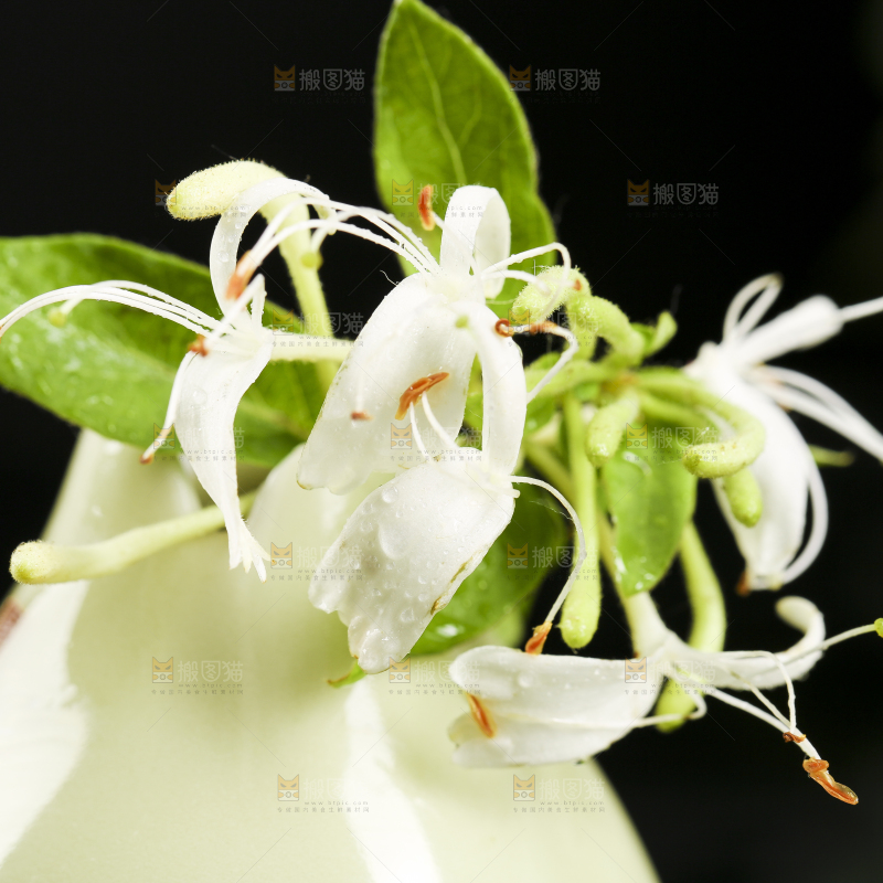 花瓶里插着金银花