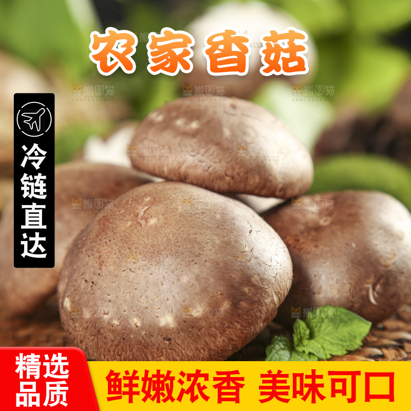 木底上摆放着新鲜香菇