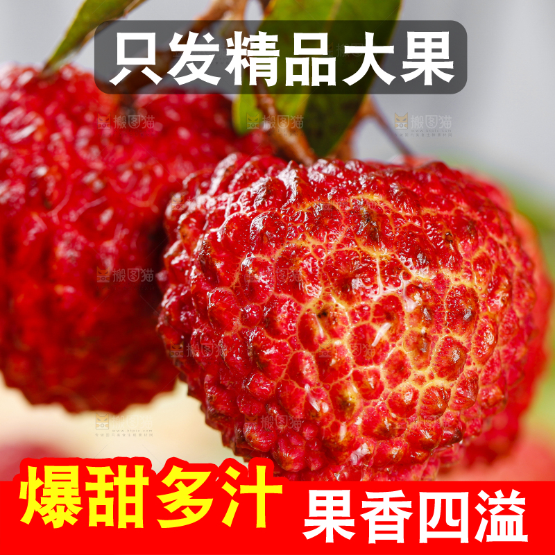 浅底上的火山荔枝王