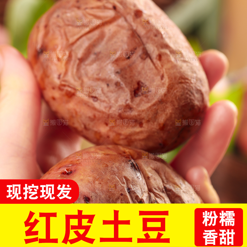 手里拿着红皮土豆