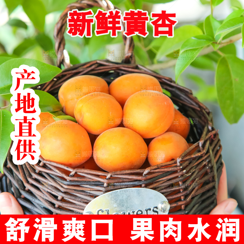 手里拿着一篮黄杏